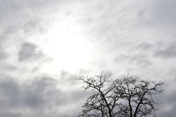 Top of the tree and overcast sky with sun