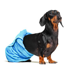 dog  breed of dachshund, black and tan, after a bath with a blue towel wrapped around her  body isolated on white background
