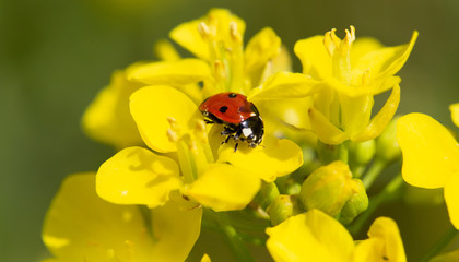 Naklejka premium Marienkäfer auf Rapsblüte