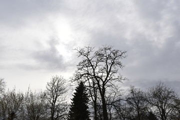 Obraz na płótnie Canvas Trees and overcast sky