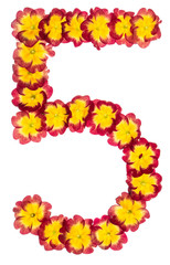 Numeral 5, five, from natural flowers of primula, isolated on white background