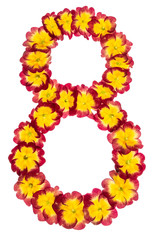 Numeral 8, eight, from natural flowers of primula, isolated on white background