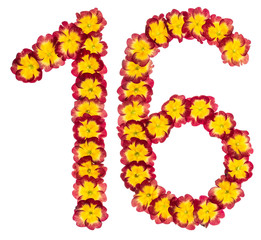 Numeral 16, sixteen, from natural flowers of primula, isolated on white background