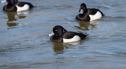 Tufted Duck
