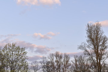 Beautiful trees and sunset sky