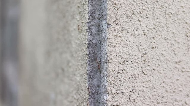 walking ants on concrete