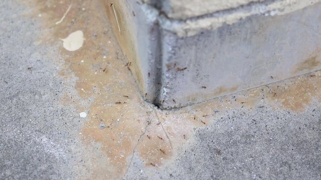 walking ants on concrete
