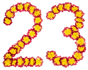 Numeral 23, twenty three, from natural flowers of primula, isolated on white background
