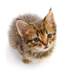 Kitten on white background.