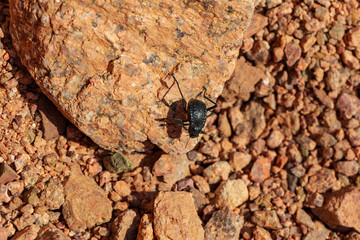 The head-stander beetle (Onymacris unguicularis) is a species of fog basking beetle that is native to the Namib Desert of southern Africa. Stenocara. 