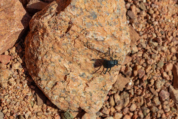 The head-stander beetle (Onymacris unguicularis) is a species of fog basking beetle that is native to the Namib Desert of southern Africa. Stenocara. 