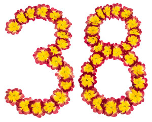 Numeral 38, thirty eight, from natural flowers of primula, isolated on white background