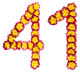 Numeral 41, forty one, from natural flowers of primula, isolated on white background