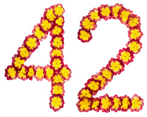 Numeral 42, forty two, from natural flowers of primula, isolated on white background