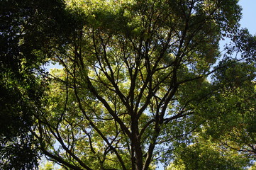 Fototapeta premium 森林の風景