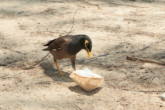 Black-brown myna bird with a yellow beak to peck a piece of coconut.