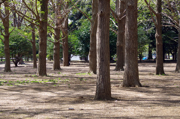 代々木公園の風景
