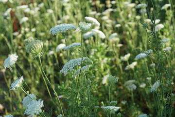 white wild flowers