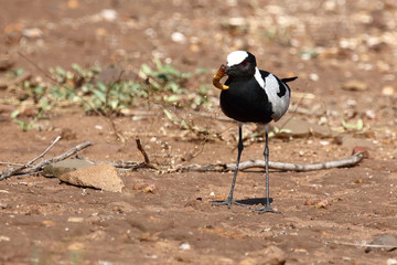 Waffenkiebitz / Blacksmith lapwing / Vanellus armatus