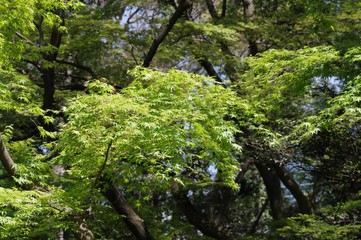 Fototapeta na wymiar 森林の風景