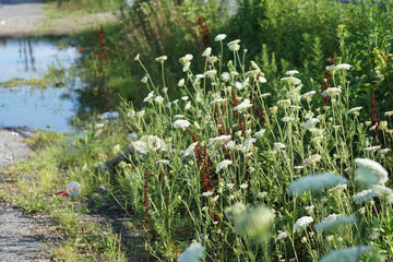 white wild flowers