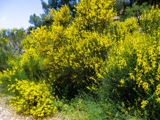 yellow wild flowera