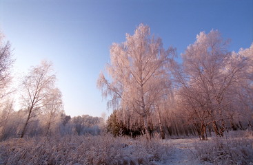 Winter forest