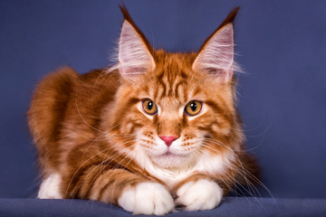 Cute maine coon kitten on grey background in studio, isolated.