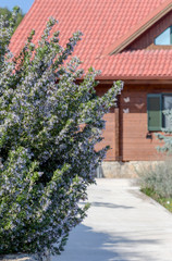 Rosemary bush (Rosmarinus officinalis) close-up against the background of the house © TETYANA