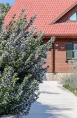 Fototapeten Mediterranes Europa Rosemary bush (Rosmarinus officinalis) close-up against the background of the house  © TETYANA