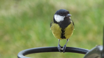 Great Tit sitting on a gate in UK