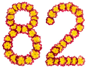 Numeral 82, eighty two, from natural flowers of primula, isolated on white background