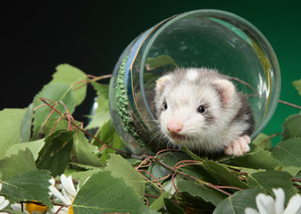 Ferret puppy sits in a wine glass