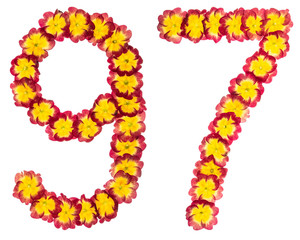 Numeral 97, ninety seven, from natural flowers of primula, isolated on white background