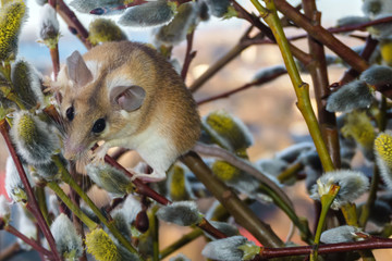 cute mouse among the branches of flowering willow