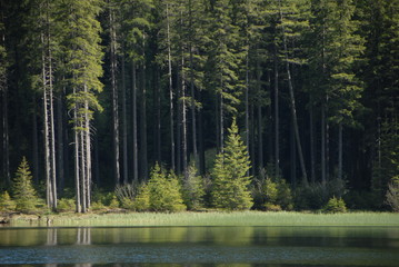 Fototapeta premium trees