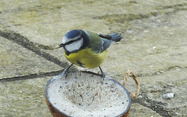 Obraz premium Great Tit feeding from Insect Coconut Suet Shells in Ireland