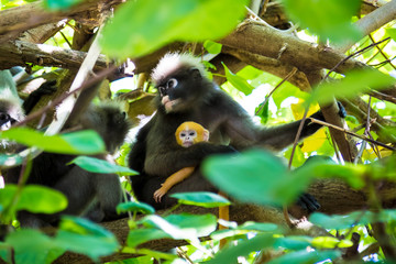 Family of dusky leaf monkey or spectacled langur with yellow baby monkey sitting on the tree. Trachypithecus obscurus