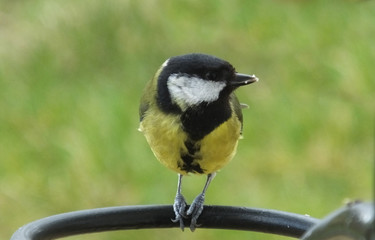 Great Tit sitting on a gate in Ireland