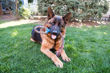 German Shepherd dog outdoor portrait in nature