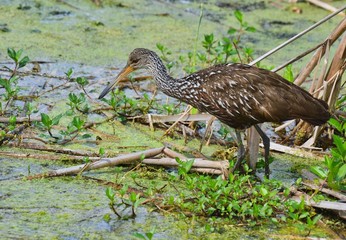 Limpkin in Orlando Wetlands Swamp