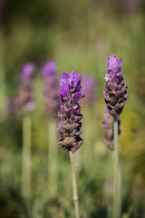 Lavanda en primer plano