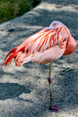 Fototapeta na wymiar Flamingo stands on one leg and sleeps