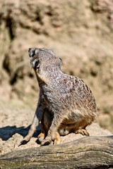 Meerkats enjoy the sun and are alert