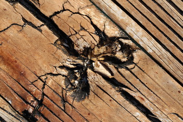 texture of an old board with rings  