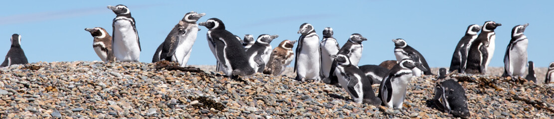 Magellanic penguins, Punta Ninfas, Argentina