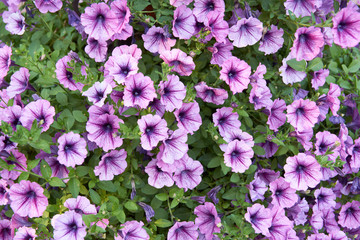Obraz premium Surfinia Purple Vein. Flowering bush of vigorous and bountiful cascading Petunia.
