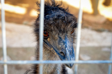 Close-up of Australian  Emu ostrich head in zoo park  cage  .