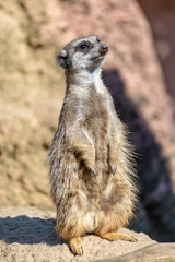 Meerkats enjoy the sun and are alert