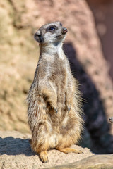 Meerkats enjoy the sun and are alert